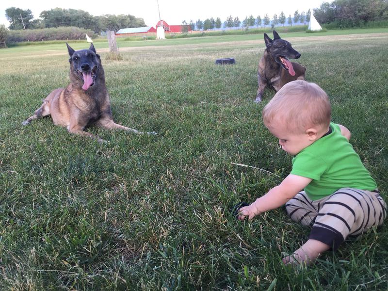 Dog Training Camp Sublime Canine